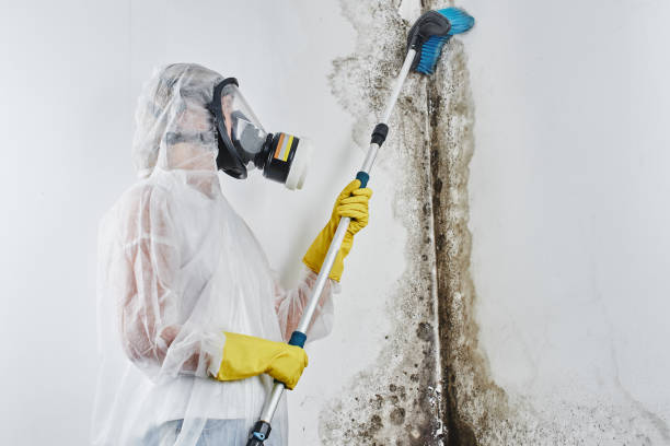 Best Attic Mold Removal  in Victoria, KS