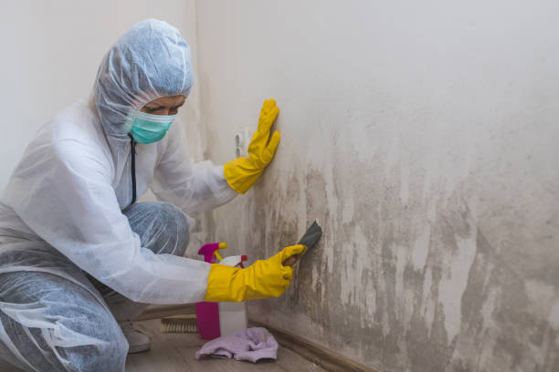 Best Home Mold Removal  in Victoria, KS