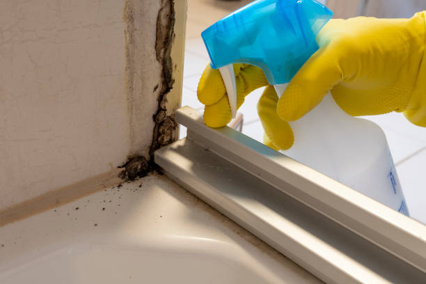 Best Same-Day Mold Removal  in Victoria, KS
