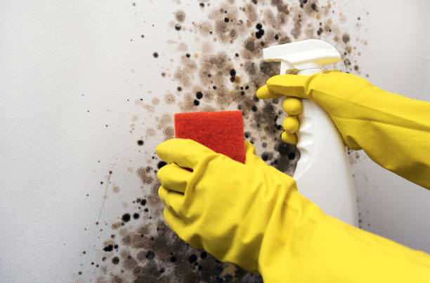 Best Local Mold Removal Service  in Victoria, KS