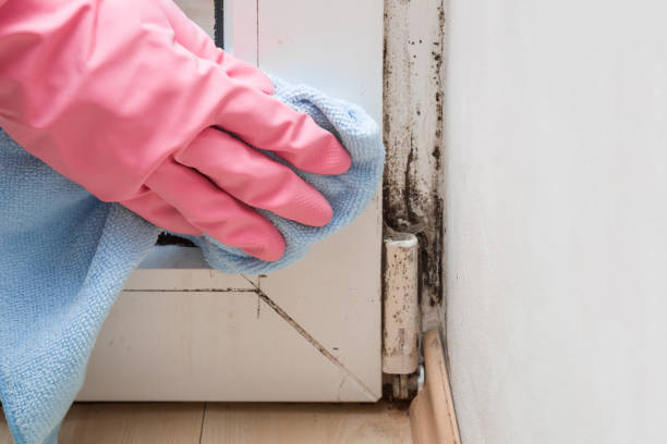 Best Mold Cleaning Services  in Victoria, KS