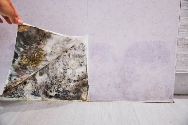 Best Toxic Mold Removal  in Victoria, KS